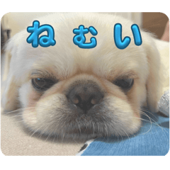 [LINEスタンプ] ペキニーズのむー①の画像（メイン）