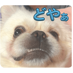 [LINEスタンプ] ペキニーズのむー③の画像（メイン）