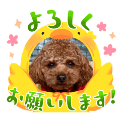 [LINEスタンプ] トイプーのマロンちゃんの日常