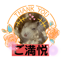 [LINEスタンプ] 天使ん爛漫ハムスターきいちゃん3〜笑顔〜
