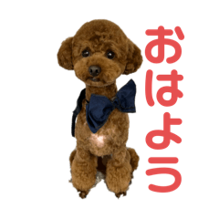[LINEスタンプ] かわいいトイプードルさん
