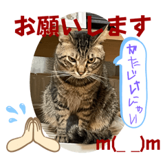 [LINEスタンプ] 猫愛スタンプ⑩