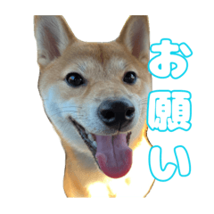 [LINEスタンプ] 柴犬おいもとお兄さん 第一弾