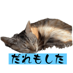 [LINEスタンプ] かごんま弁ゴンちゃん パート1