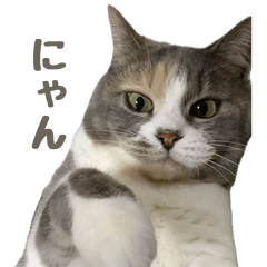 [LINEスタンプ] かわいいももちゃ