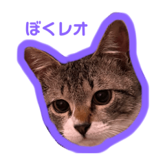 [LINEスタンプ] ぼくレオ。使ってね。