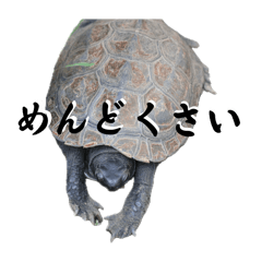 [LINEスタンプ] 生き物で挨拶