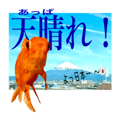 [LINEスタンプ] 金魚的色々な場面