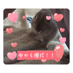 [LINEスタンプ] うさぎスタンプわくわく