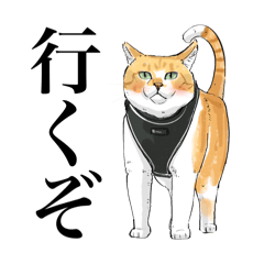 [LINEスタンプ] 元野良猫チャチャのイラスト