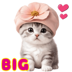 [LINEスタンプ] スコティッシュ猫の ピンク帽あいづちBIGの画像（メイン）