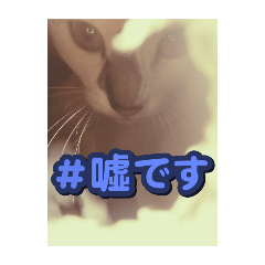 [LINEスタンプ] ドック  キャット