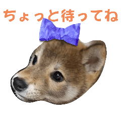 [LINEスタンプ] ハクさま♡*