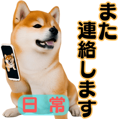 [LINEスタンプ] 柴犬の便利な日常連絡【即レス】