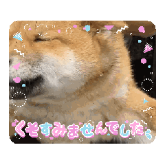 [LINEスタンプ] 真•柴犬の画像（メイン）