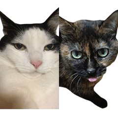 [LINEスタンプ] サビとハチワレのシュール猫コンビ