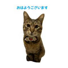 [LINEスタンプ] たれ目猫ルカ君のスタンプ2