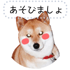 [LINEスタンプ] 【柴犬】ツキちゃん★メッセージスタンプ★