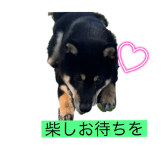 [LINEスタンプ] ちょっと大きくなった大吉スタンプ