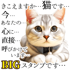 [LINEスタンプ] 猫です【リアルでBIG】定番＆流行った言葉の画像（メイン）