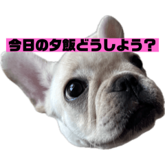 [LINEスタンプ] フレブルのブヒ子 子育て中ママのやりとり