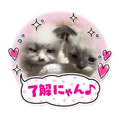 [LINEスタンプ] ぱんファミリー♡