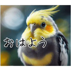 [LINEスタンプ] 普段使いのオカメインコ