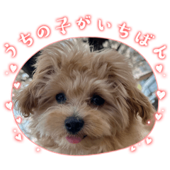 [LINEスタンプ] マルプーの杏子ちゃんスタンプでらっくす