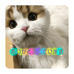 [LINEスタンプ] キキちゃんスタンプ3