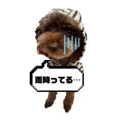 [LINEスタンプ] トイプこたろうさん