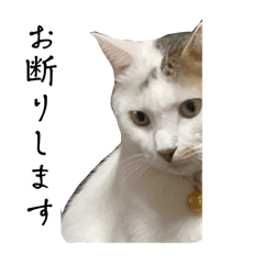 [LINEスタンプ] ごまこの日常5、きなこも居るよ