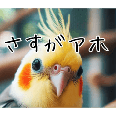 [LINEスタンプ] 煽りまくるオカメインコ