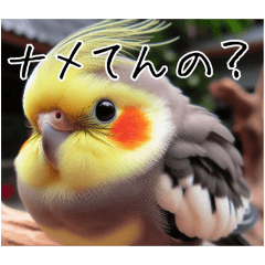 [LINEスタンプ] 煽りまくるオカメインコ2