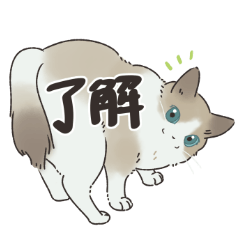 [LINEスタンプ] ラグドール猫のふだん使いスタンプ