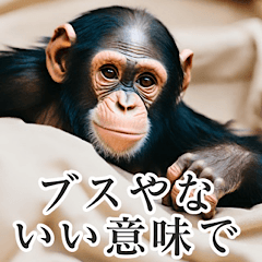 [LINEスタンプ] 毒舌チンパンジー♡【関西弁】