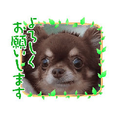 [LINEスタンプ] チワワのチョコちゃんスタンプ2