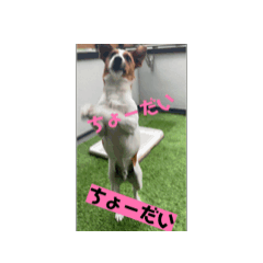 [LINEスタンプ] Jack_Russell_Terrier_7