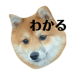 [LINEスタンプ] 超使える犬。