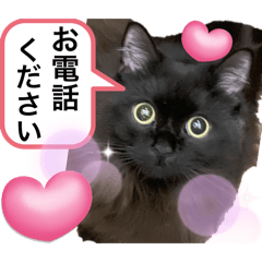 [LINEスタンプ] 黒猫 ルナ院長143にゃんめ