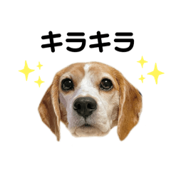 [LINEスタンプ] beagle fumi ビーグルふみさんのスタンプ2の画像（メイン）
