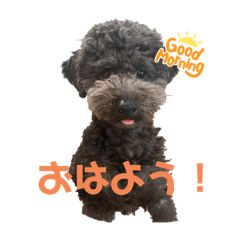 [LINEスタンプ] コナさんだよ