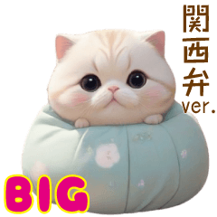 [LINEスタンプ] スコティッシュ猫クッションBIG 関西弁ver.の画像（メイン）