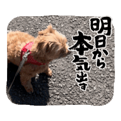 [LINEスタンプ] 動くLOCOスタンプの画像（メイン）