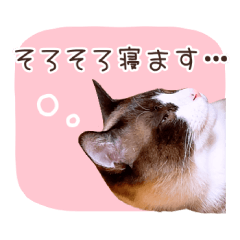 [LINEスタンプ] ぬこずスタンプ