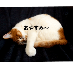 [LINEスタンプ] にゃんにゃんごろにゃん+