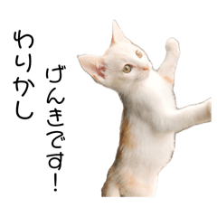 [LINEスタンプ] ちゃちゃとみぃーちゃんB