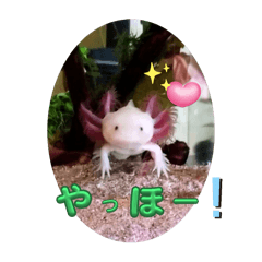 [LINEスタンプ] ウーパーちゃん(ネルとキラ)パート2