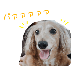 [LINEスタンプ] キラのスタンプ2