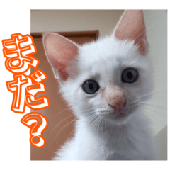 [LINEスタンプ] オス猫きなこの日常