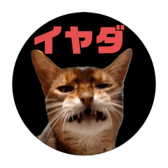 [LINEスタンプ] アビシニアン_りく